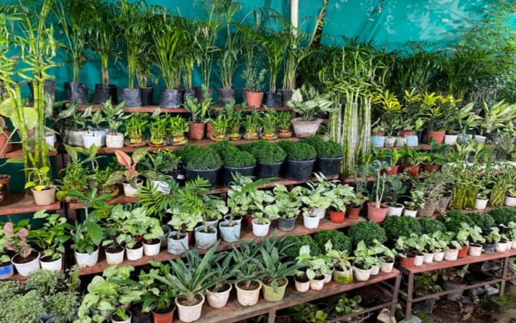 Vastu Tips : आपकी LIFE में LUCK लाएंगे ये प्लांट, घर में आएगी समृद्धि