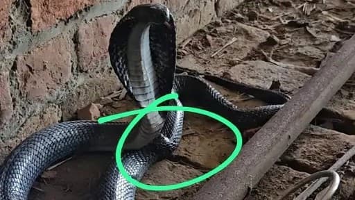 बदायूं: कोबरा सांप रेस्क्यू के दौरान हुआ घायल, सांसद मेनका गांधी के हस्तक्षेप पर इलाज के लिए भेजा दिल्ली