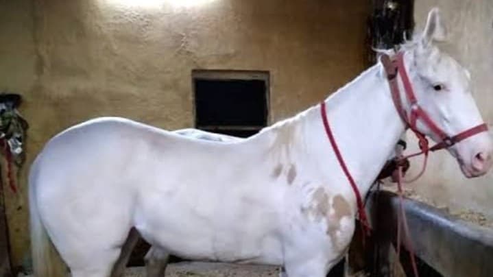 OMG: बरेली में 5 युवकों ने घोड़ी के साथ बनाए अप्राकृतिक संबंध, वीडियो हुआ सोशल मीडिया पर वायरल, जानें मामला