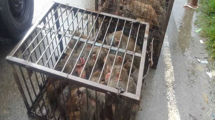 Kanpur News: नगर निगम ने 3 कुंतल मूंगफली खिलाकर 4 दिन में पकड़े 359 बंदर, जानें पूरा मामला