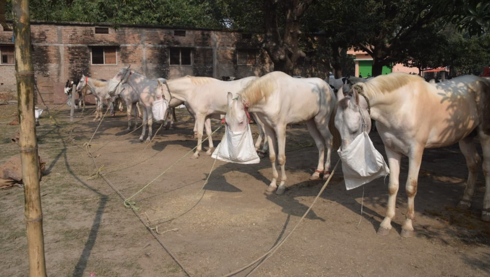 Sonpur Mela 2023: सोनपुर मेला में गुलजार हुआ घोड़ा बाजार, नौटंकी की जगह बढ़ी थियेटरों की मांग