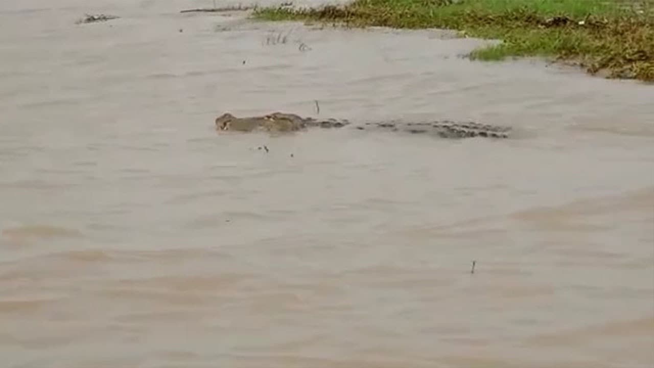 डेहरी के सोन कैनाल में तैरता दिखा 12 फीट लंबा मगरमच्छ, वन विभाग के अधिकारी को चकमा देकर हुआ गायब