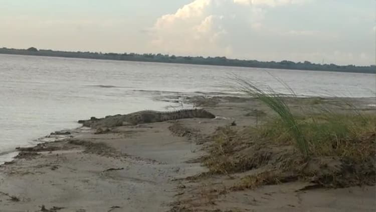 Bihar: गंगा किनारे श्मशान घाट पर अचानक पहुंचा मगरमच्छ, पानी पी रहे कुत्ते को खींचा, लोगों में मची खलबली