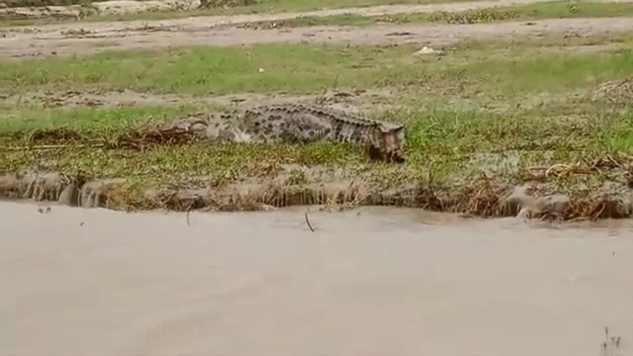 Bihar: भागलपुर में नदी किनारे गए एक व्यक्ति को मगरमच्छ ने खदेड़ा, मुश्किल से बची जान