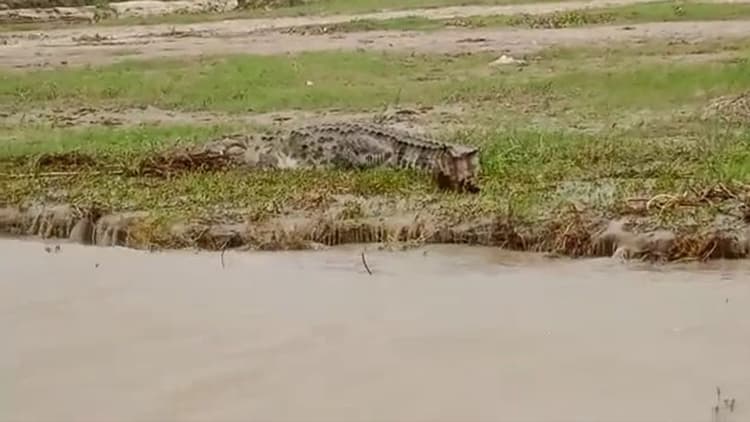 अब बिहार की इस नदी में दिखा 10 फीट का मगरमच्छ, कभी तैर रहा तो कभी जा रहा झाड़ियों की ओर, लोगों में दहशत