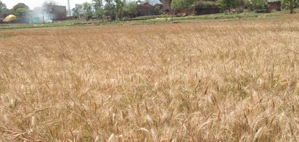 कोरोना वायरस का डर : खेत भी नहीं जा रहे किसान, बर्बाद हो रही गेहूं की फसल