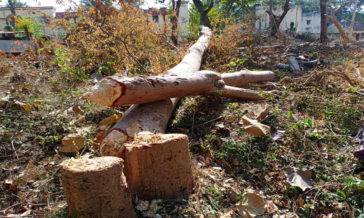 डाली छंटाई के नाम पर चाईबासा महिला कॉलेज परिसर में काटे गये 100 से अधिक सागवान के पेड़, वन विभाग करेगी जांच