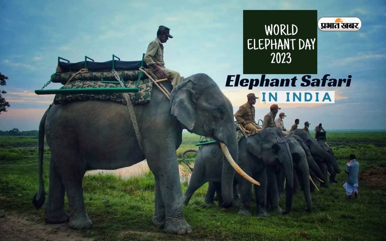 World Elephant Day 2023: आज वर्ल्ड एलीफेंट डे पर जानें भारत में कहां कर सकते हैं हाथी सफारी World Elephant Day 2023: आज वर्ल्ड एलीफेंट डे पर जानें भारत में कहां कर सकते हैं हाथी सफारी