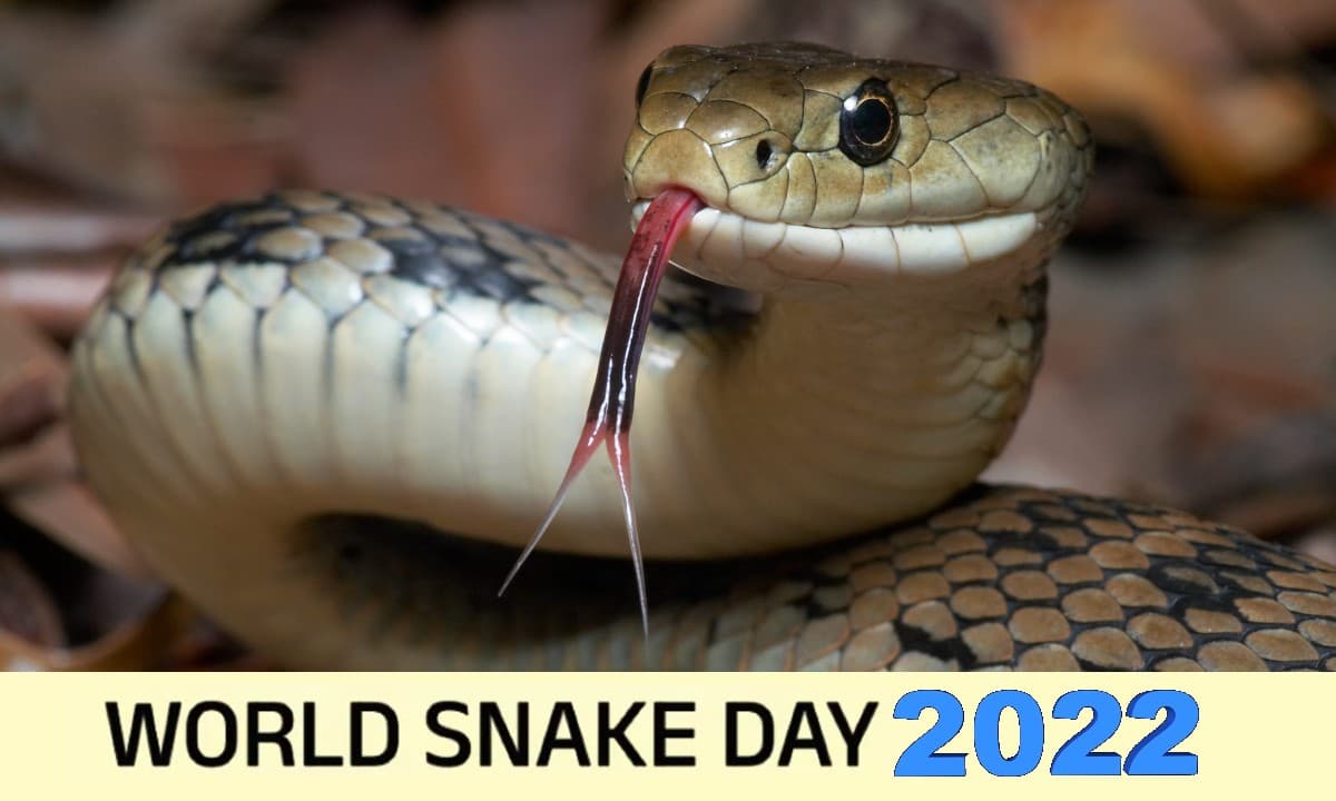 World Snake Day 2022: आज है विश्व सर्प दिवस, जानें कैसे हुई थी इस दिन को मनाने की शुरुआत