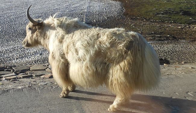 चीन से व्यापार बंद, नहीं मिल पायेगी धार्मिक महत्व की याक की पूंछ, व्यापारियों को उठाना पड़ रहा लाखों रुपये का नुकसान