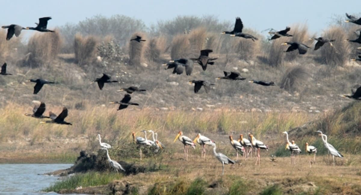 दिल्ली, हरियाणा समेत उत्तर भारत में 12 डिग्री तक गिरेगा तापमान, जम्मू-कश्मीर और हिमाचल में बर्फबारी