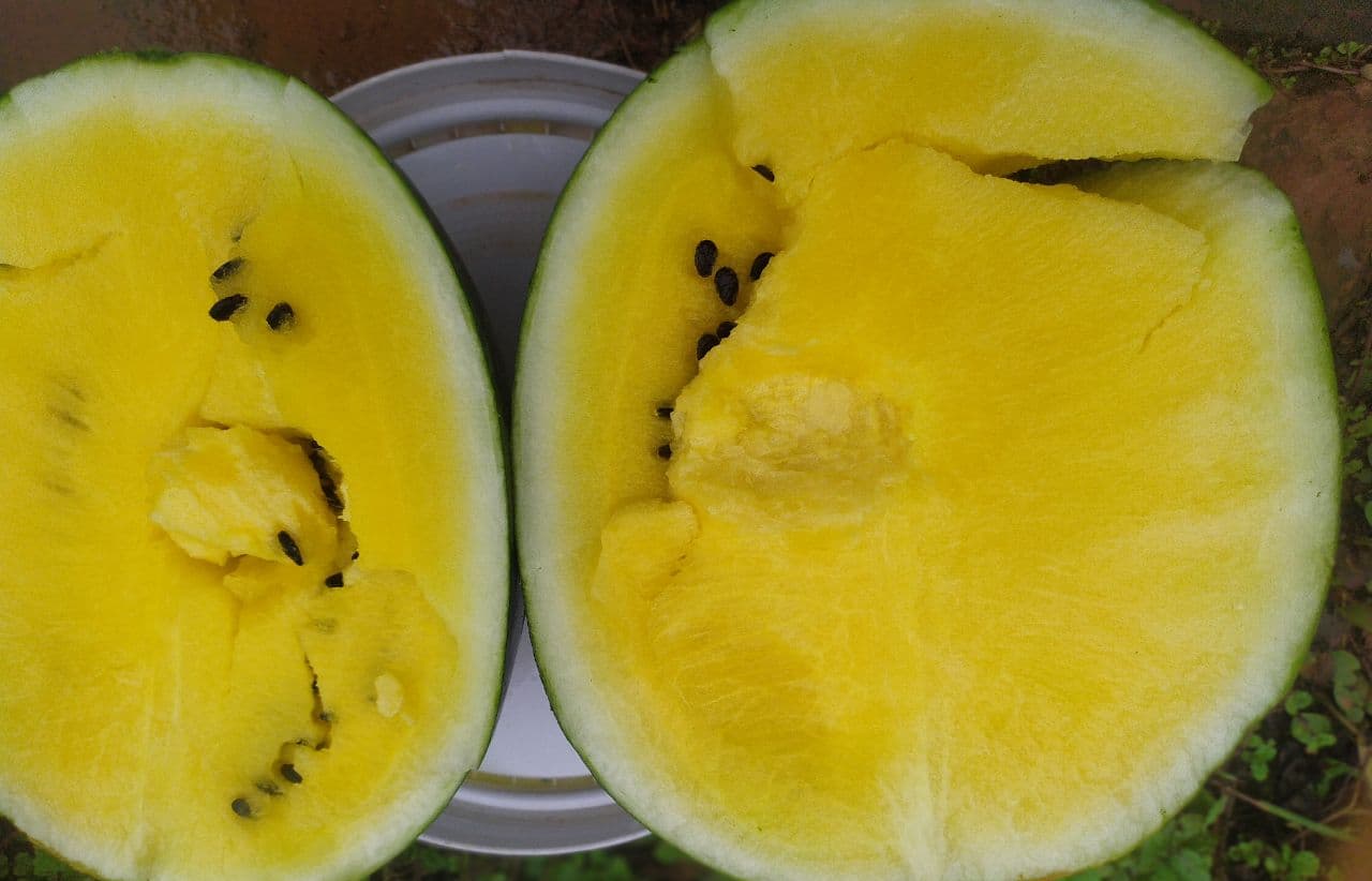 आपने देखा है पीला तरबूज! इंटरनेट पर चर्चा में है झारखंड के रामगढ़ का यह किसान