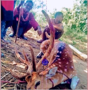 गया के डुमरिया में हुआ हिरण का शिकार, आरोपित गिरफ्तार