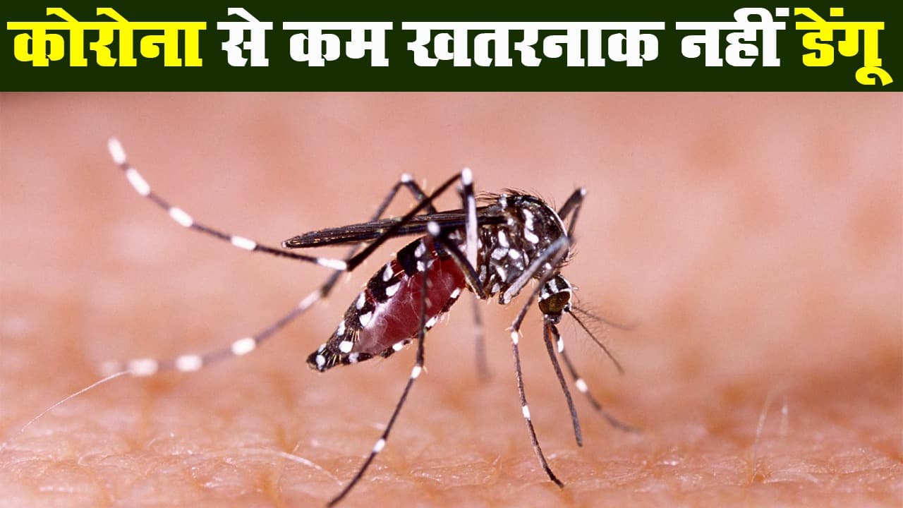 राष्ट्रीय डेंगू दिवस : कोरोना वायरस से कम खतरनाक नहीं है डेंगू, क्या हैं बचने के उपाय?