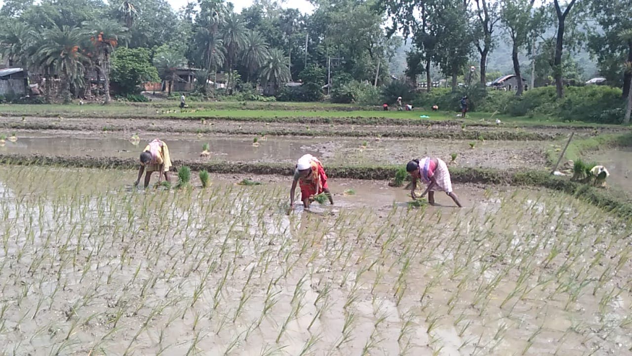 मुजफ्फरपुर में धान के बिचड़ा में पड़ी गांठ, जिले में महज 15 फीसदी रोपनी, कृषि विभाग ने जारी की गाइड लाइन