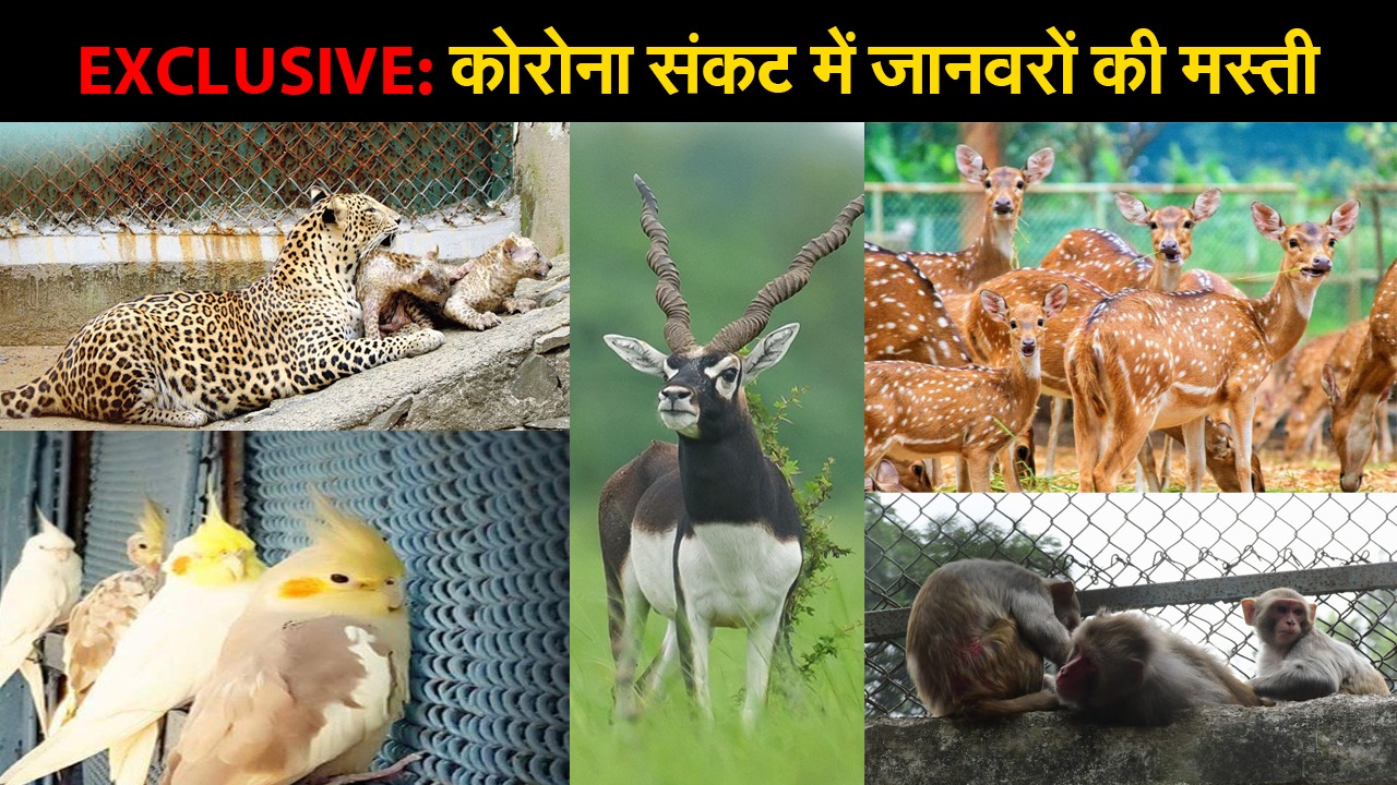 EXCLUSIVE: बोकारो के जवाहर लाल नेहरू जैविक उद्यान में जानवरों ने कुछ ऐसे की मस्ती