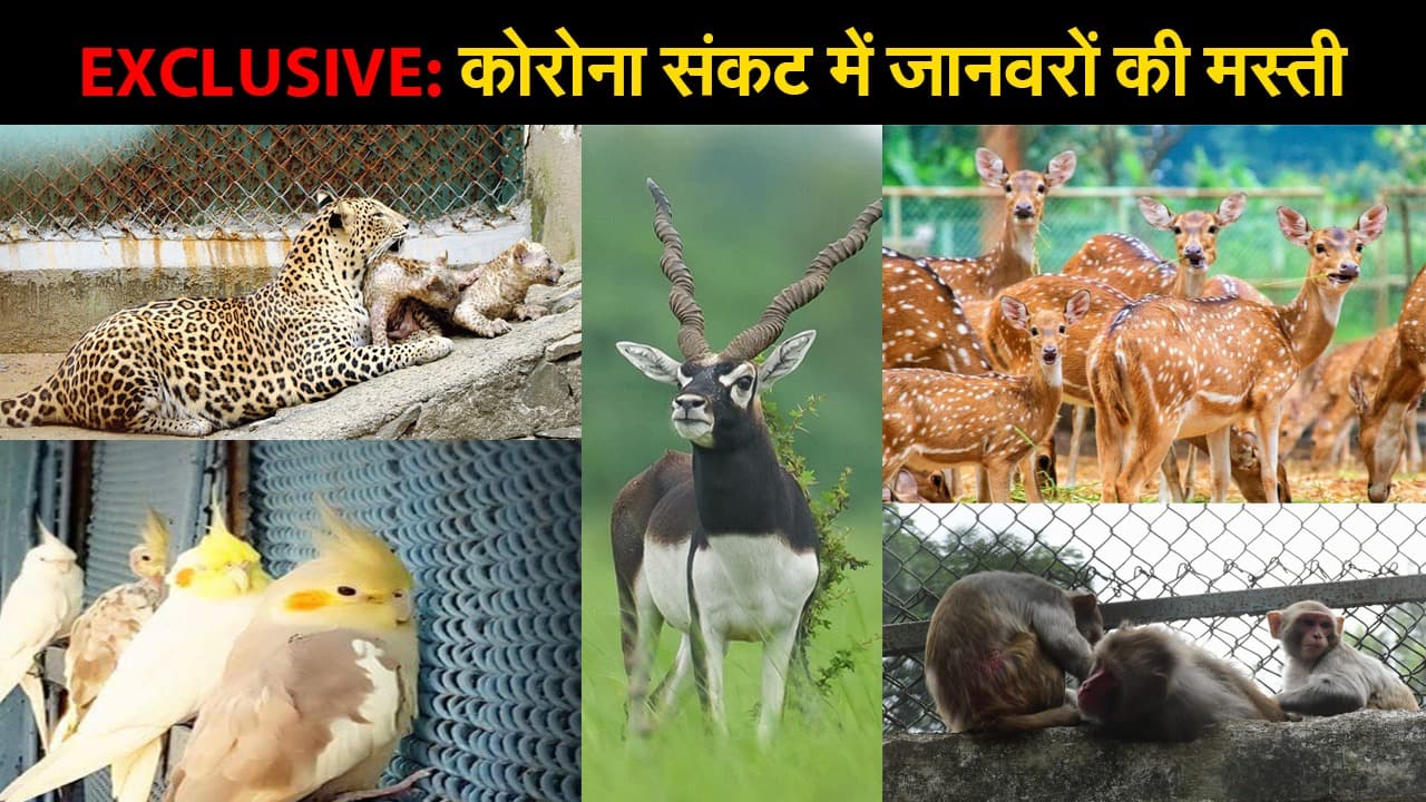 EXCLUSIVE: बोकारो के जवाहर लाल नेहरू जैविक उद्यान में जानवरों ने कुछ ऐसे की मस्ती