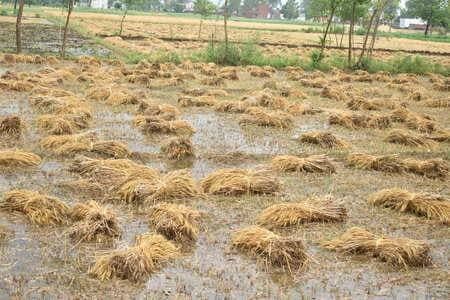 UP: कानपुर देहात में आंधी बारिश से खेतों में बिछी गेहूं की पकी फसल, किसान हुए परेशान, IMD ने जारी किया अलर्ट