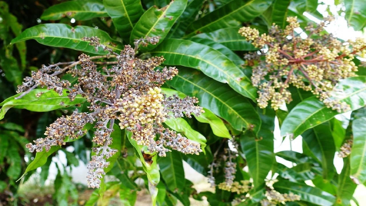 बिहार: आम के पेड़ मंजर से लदे, मगर कीड़े बिगाड़ सकते पूरा खेल, ये छोटी उपाय करेगी बचाव