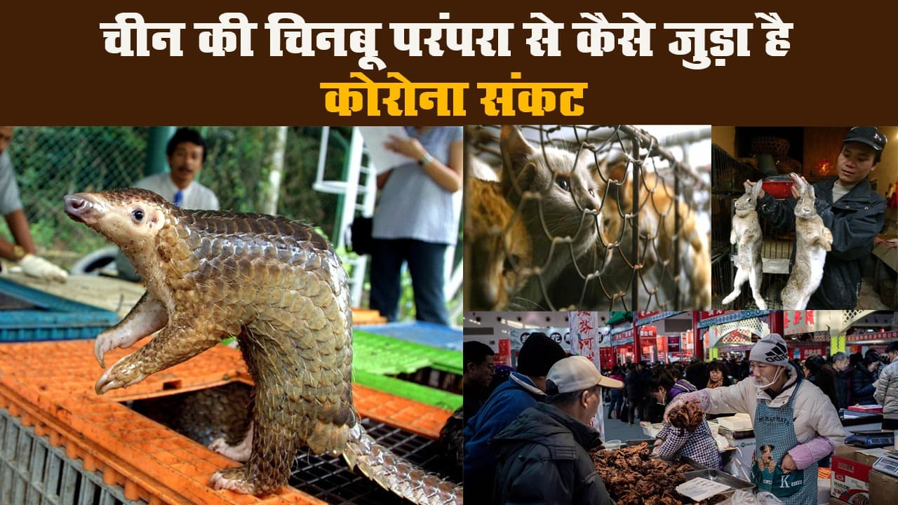 चीन की चिनबू परंपरा से कैसे जुड़ा है कोरोना संकट