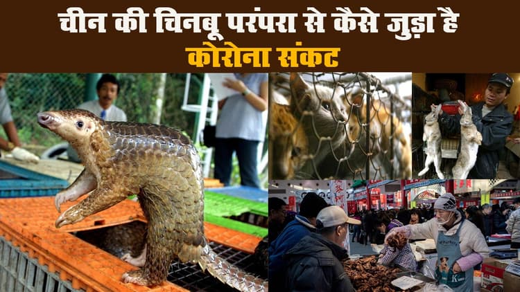 चीन की चिनबू परंपरा से कैसे जुड़ा है कोरोना संकट