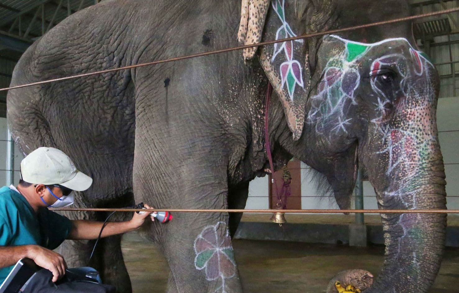 हाथरस में बीमार हथिनी से सड़कों पर मंगवाई जा रही थी भीख, प्रशासन ने रेस्क्यू कर अस्पताल में कराया भर्ती