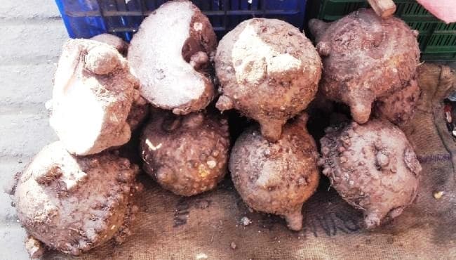 ओल की खेती को बढ़ावा दे रहे हैं युवा कृषक