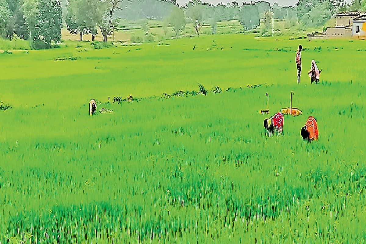 गुमला में ज्वार, बाजरा, सूर्यमुखी व अरंडी की खेती पर संकट