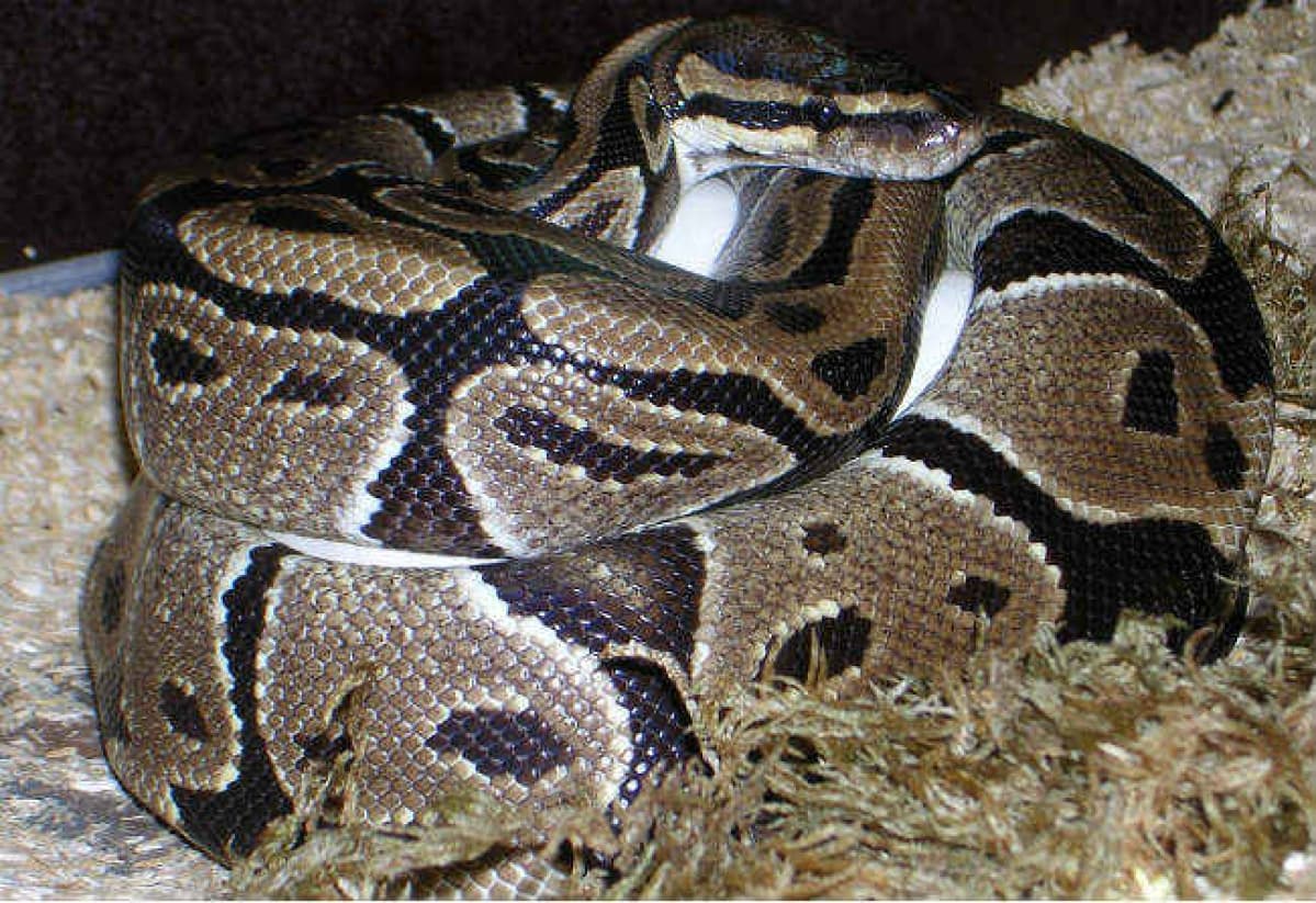 घर में निकला 10 फुट लंबा अजगर, घरवालों के उड़े होश