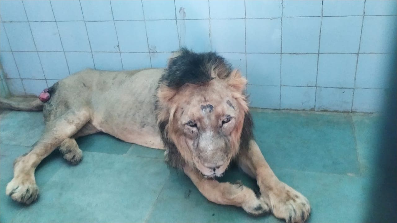 Bareilly: पीएम नरेंद्र मोदी और अखिलेश यादव के बीच जिस बब्बर शेर मनन को लेकर हुई थी तकरार, उसकी हुई मौत