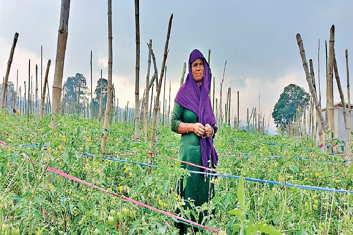 टमाटर की खेती कर अखीना खातून ने बदली तकदीर, ऐसे की थी शुरुआत