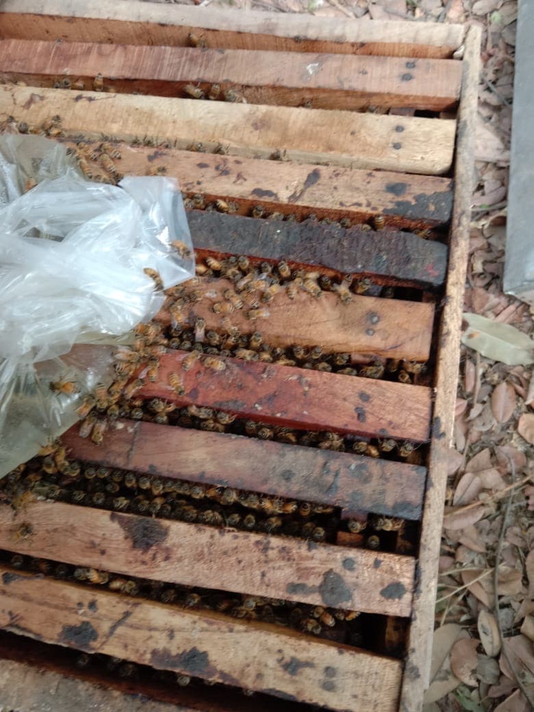 अलीगढ़ में मिलावटी चीनी खाने से करोड़ों मधुमक्खियों की मौत, मामला जानकर पुलिस भी हैरान