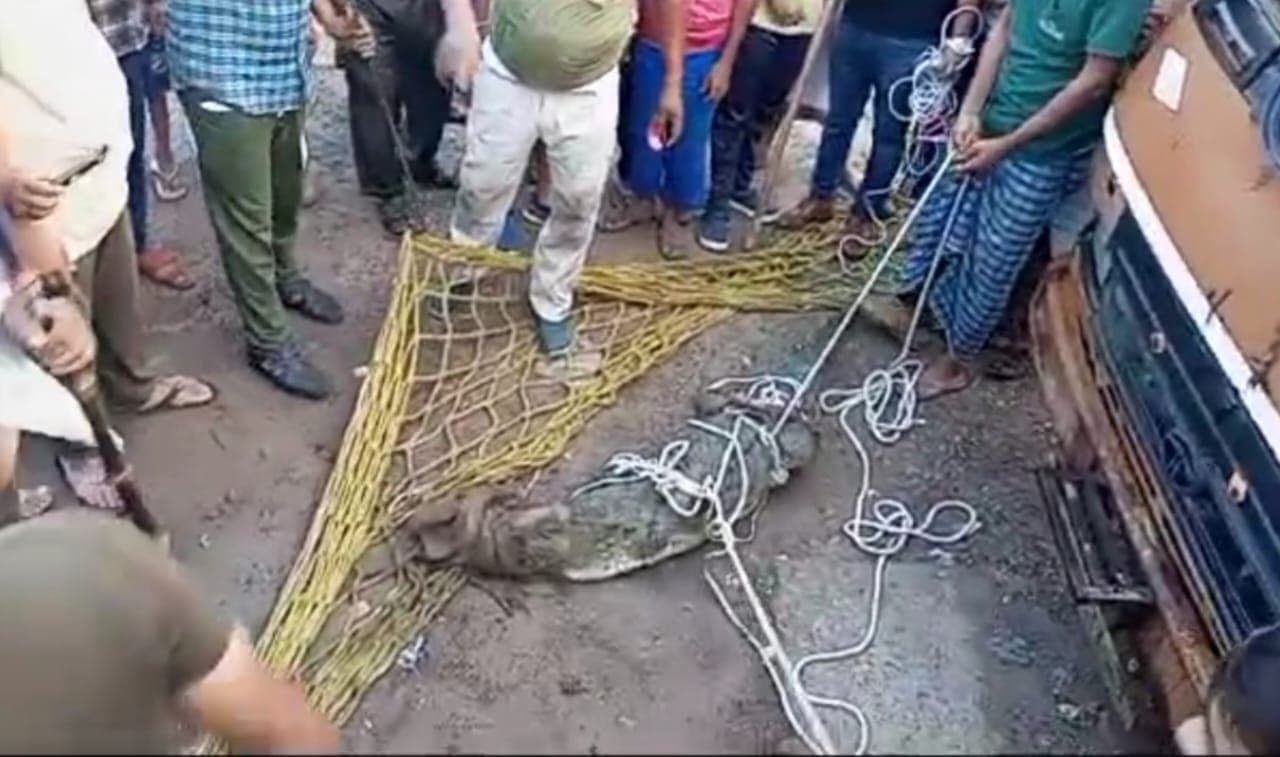 अलीगढ़: वन विभाग की टीम ने शहरी इलाके से मगरमच्छ को पकड़ा, तालाब से बाहर आकर गलियों में घूमने से थी दहशत