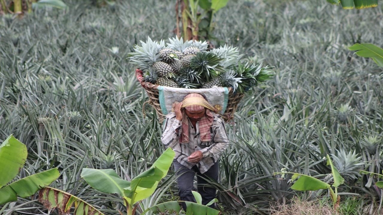 बिहार में ड्रैगन फ्रूट की खेती से किसान बन रहे लखपति, विदेशों तक फैलाया कारोबार