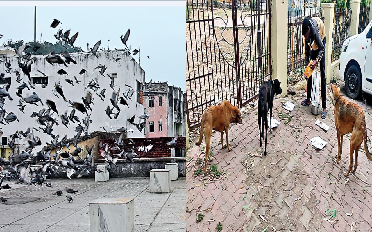 बेजुबानों के रहनुमा : पशु-पक्षियों के प्रति संवेदनशील राजधानीवासियों की कहानी, पढ़ें पूरी रिपोर्ट