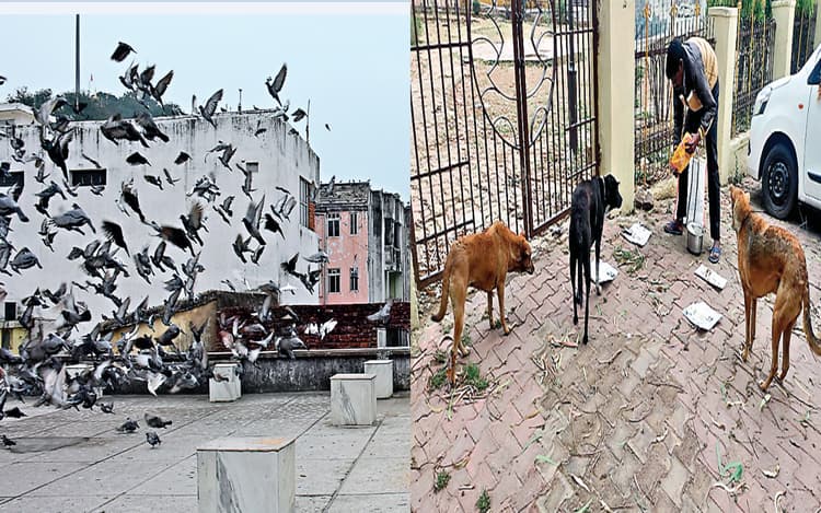 बेजुबानों के रहनुमा : पशु-पक्षियों के प्रति संवेदनशील राजधानीवासियों की कहानी, पढ़ें पूरी रिपोर्ट