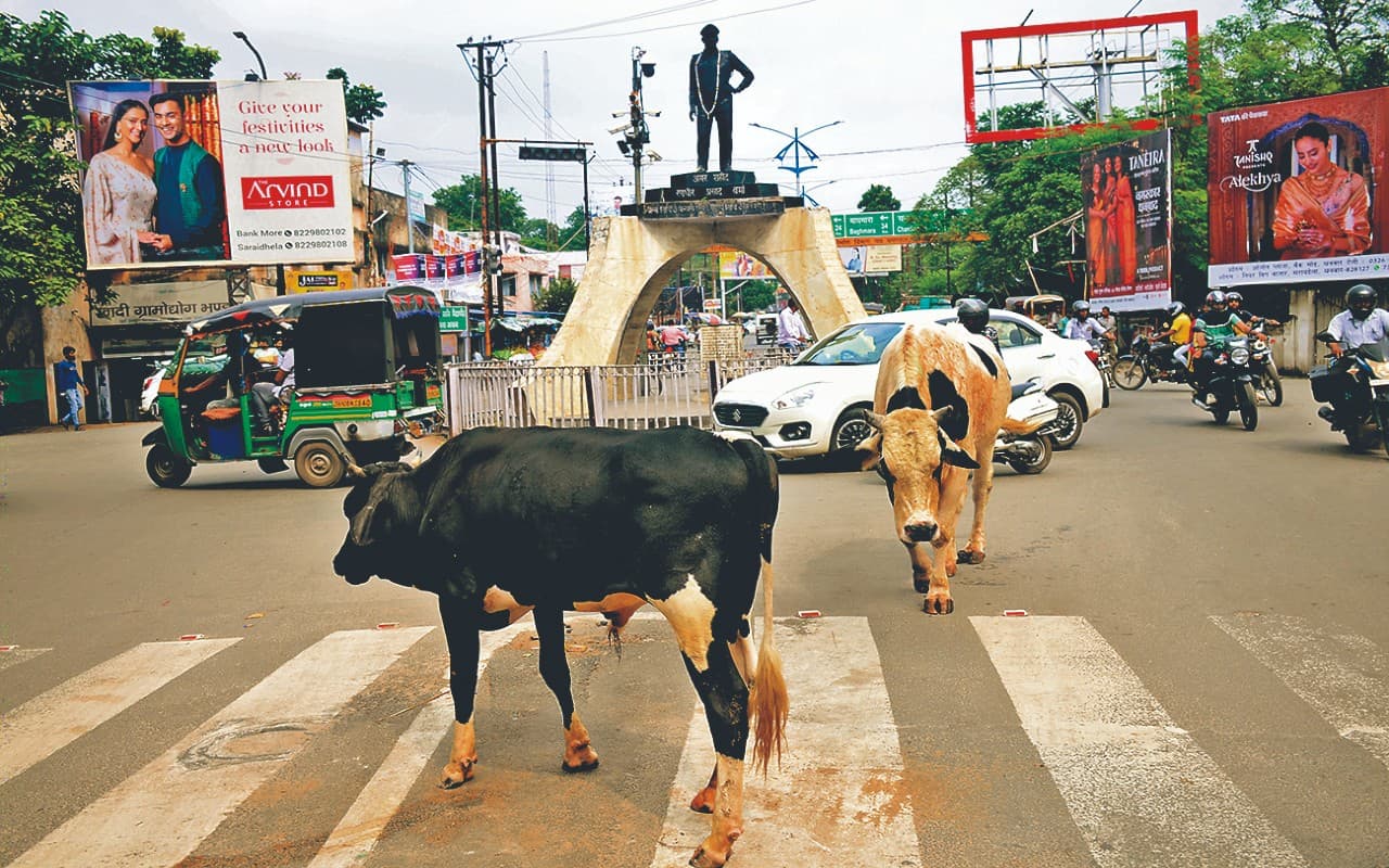 धनबाद की सड़कों पर आवारा पशुओं का आतंक, निगम बेपरवाह