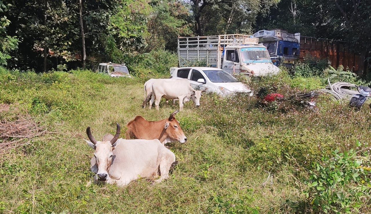 बिहार: मवेशी लेकर भाग रहे तस्करों का पीछा करने लगी पुलिस, पथरीली सड़क पर पलटी पिकअप, ड्राइवर गिरफ्तार