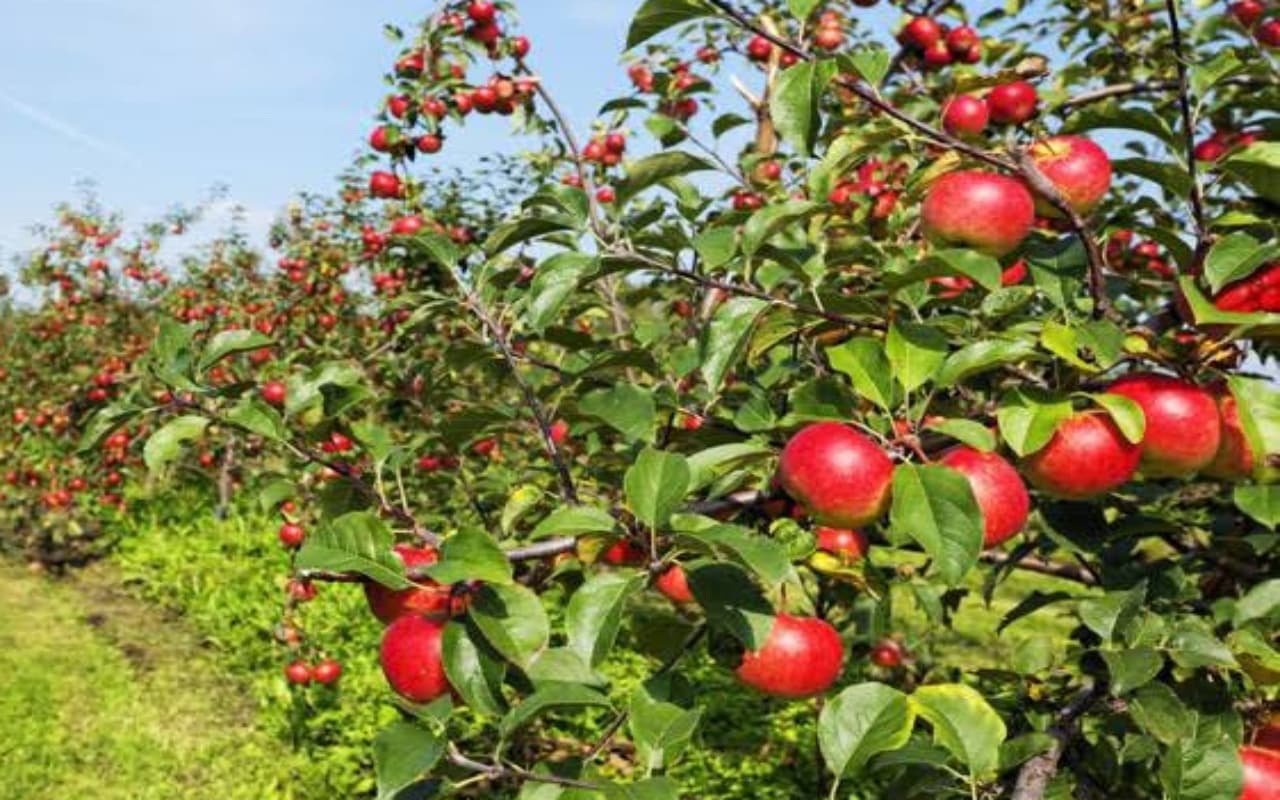 Apple Controversy: अमेरिकी सेब पर 'लाल' हुई सियासत, हिमाचल से कश्मीर तक बवाल, विरोध के बाद सरकार ने दी सफाई