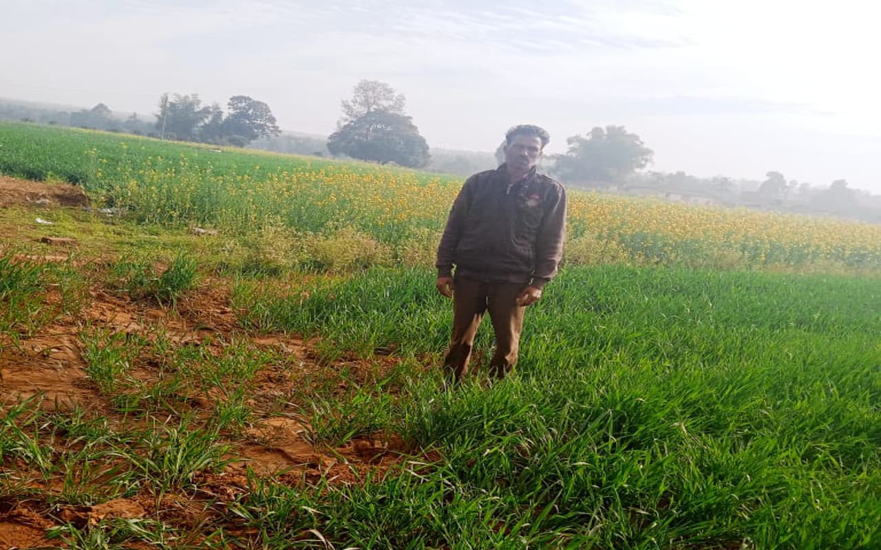 Jharkhand News: हजारीबाग के आरा गांव में नीलगाय का उत्पात, खेतों में लगे गेहूं और सरसों की फसल को किया बर्बाद