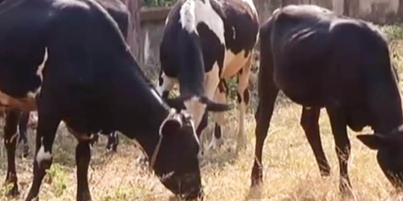 Animal Vaccination : झारखंड के गढ़वा में 47 हजार पशुओं को ही दिये जा सके टीके, अब राष्ट्रीय पशु रोग नियंत्रण कार्यक्रम को बंद करने का आदेश, ये है बड़ी वजह