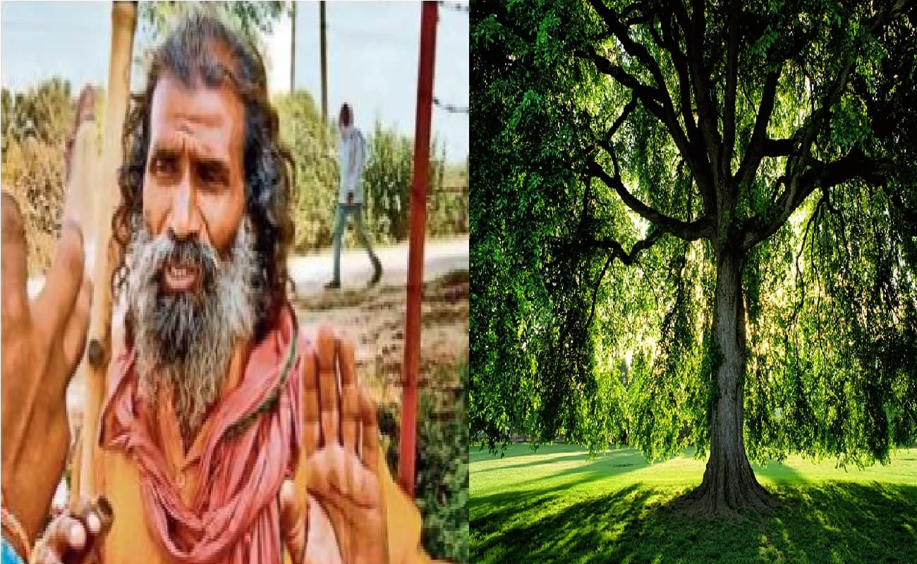 रोहतास के पेड़ वाले बाबा को जहां मिली खाली जमीन लगा दिये पौधे, अब तक लगा चुके हैं एक लाख से अधिक पौधे