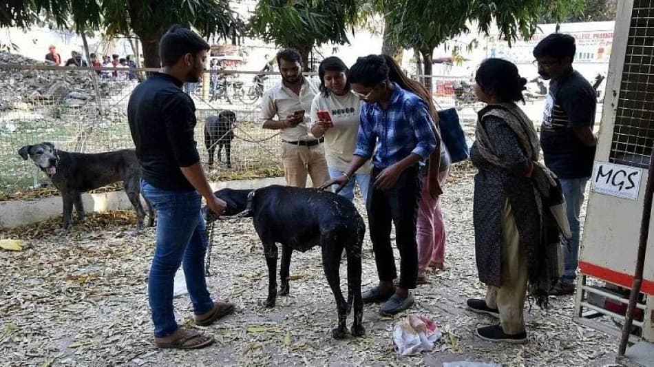 उमेश पाल हत्याकांड: अतीक अहमद के कुत्तों के भी आए बुरे दिन, भूख-बीमारी से दो की मौत, नगर निगम केस कराएगा दर्ज