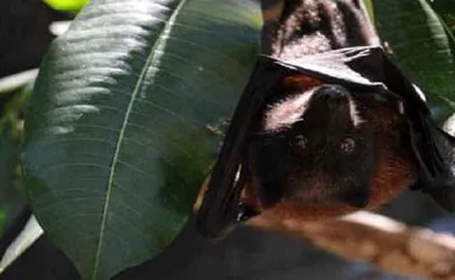 यूपी में चमगादड़ों की मौत कोरोना से नहीं, जांच रिपोर्ट में सामने आया ये सच