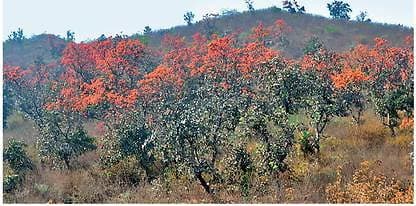 लाह की खेती के लिए गिनीज बुक में दर्ज हो चुका है लातेहार का नाम, सांसद ने लोकसभा में कहा, खेती का दर्जा मिले