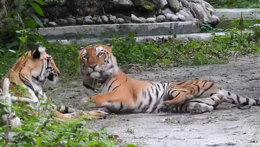 सिलीगुड़ी के बंगाल सफारी पार्क में आये नये मेहमान, बाघिन शीला ने दिया तीन शावकों को जन्म