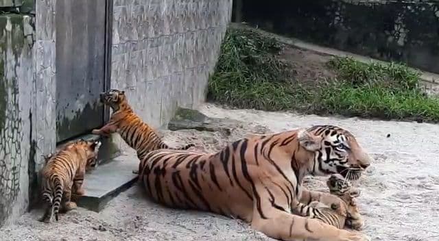 पटना जू में सीएम नीतीश कुमार ने बाघिन के चार शावकों का किया नामकरण, जानें क्या हैं उनके नाम