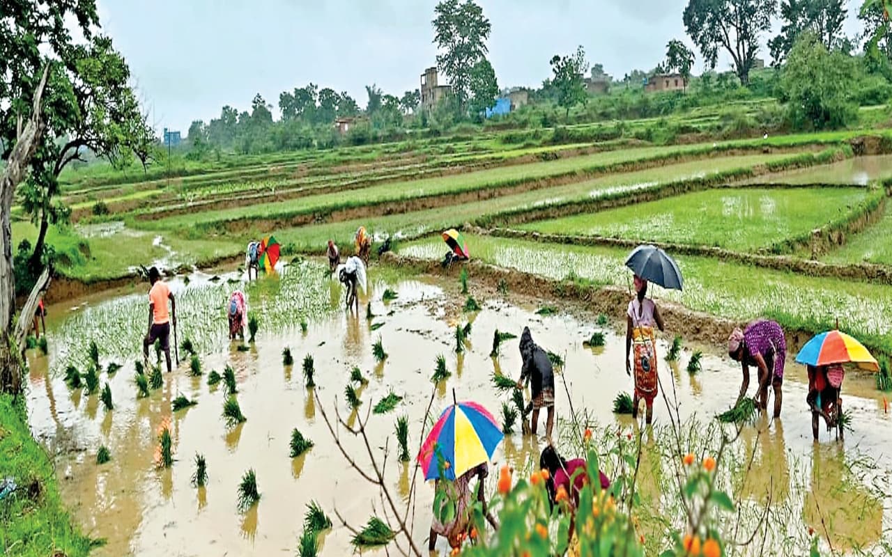 PHOTOS: झारखंड की खेतों में खुशियों की बारिश, घरों में ताला-कुंडी लगाकर सभी धान रोपने में जुटे किसान