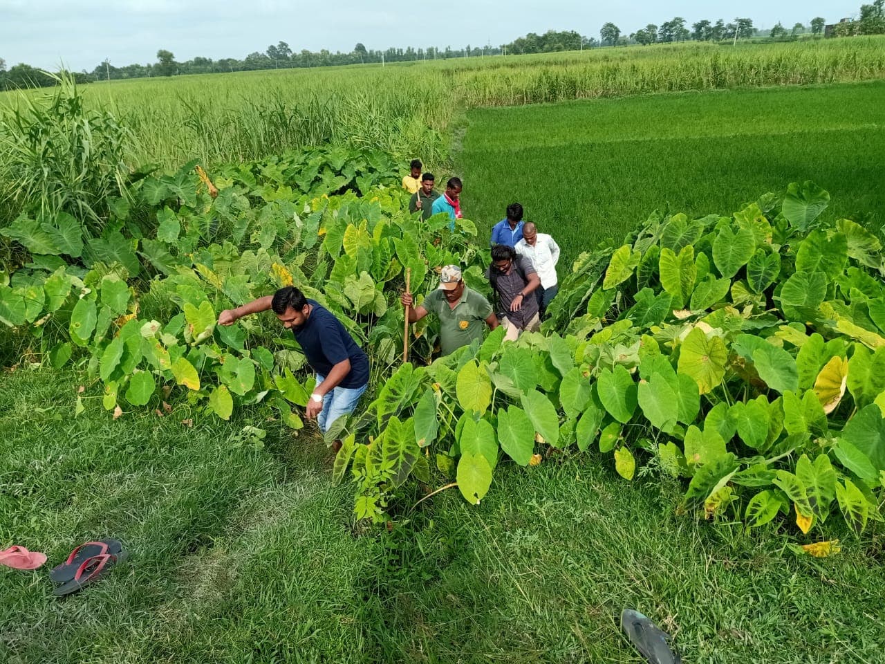 बगहा के रामनगर में तेंदुआ ने कई मवेशियों को बनाया शिकार, पकड़ने के लिए वन विभाग ने शुरू की ड्रोन से निगरानी