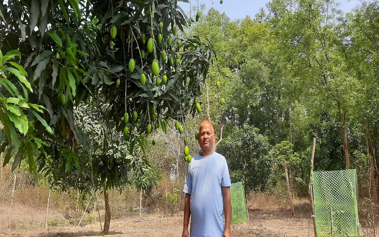 झारखंड: बेकार जमीन पर छायी हरियाली, आम और सब्जी की जैविक खेती से जीवन संवार रहे चंद्रमोहन